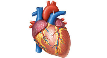 Exercise After Heart Operation What And How Much?